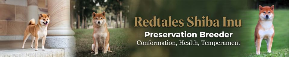 Redtales Shiba Inu